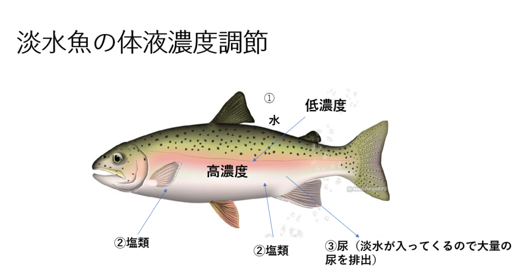 釣った魚の保冷方法はなぜ海水と塩氷 氷 がおすすめなの 浸透圧の仕組みと合わせてわかりやすく解説 やくだちyoublog